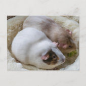 かわいいモルモット表示はがき ポストカード (正面)