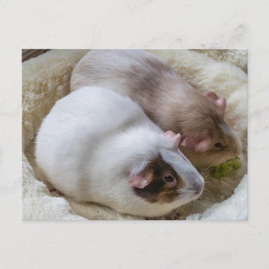 かわいいモルモット表示はがき ポストカード (正面)