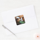 かわいいモルモット食べ2匹の緑 スクエアシール (封筒)