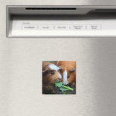 かわいいモルモット食べ2匹の緑 マグネット (インサイチュ (食洗機))