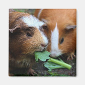 かわいいモルモット食べ2匹の緑 マグネット (正面)