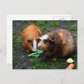 かわいいモルモット食べ2匹の野菜 ポストカード (正面/裏面)