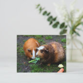 かわいいモルモット食べ2匹の野菜 ポストカード (スタンド正面)