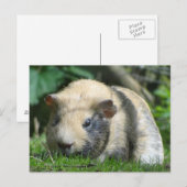 かわいいモルモット ポストカード (正面/裏面)