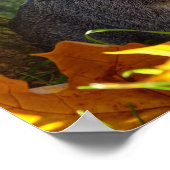 かわいいモルモットin自然 ポスター (角)