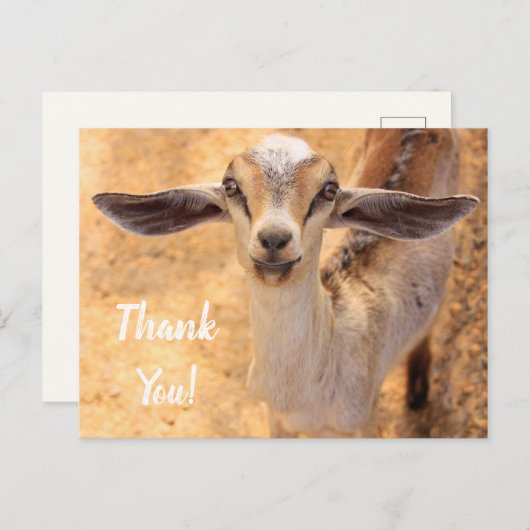 かわいいヤギちゃん　ありがとう　ポストカード ポストカード (正面/裏面)