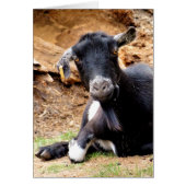 かわいいヤギのカード (正面)