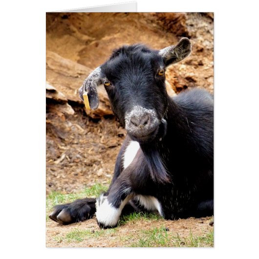 かわいいヤギのカード (正面)