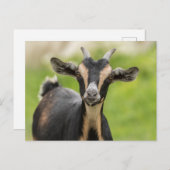 かわいいヤギの牧畜動物 ポストカード (正面/裏面)