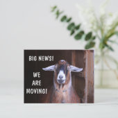 かわいいヤギ引越し案内はがき ポストカード (スタンド正面)