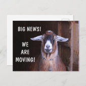 かわいいヤギ引越し案内はがき ポストカード (正面/裏面)