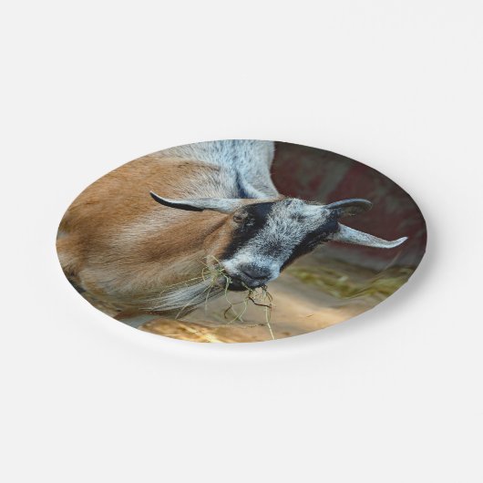 かわいいヤギ食べ物の干し草の写真 ペーパープレート (アングル)