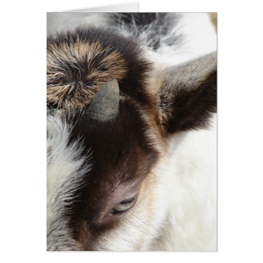 かわいいヤギ (正面)