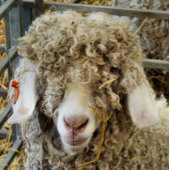 かわいいヤギ カード