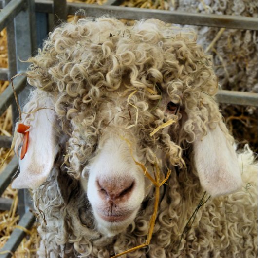 かわいいヤギ カード