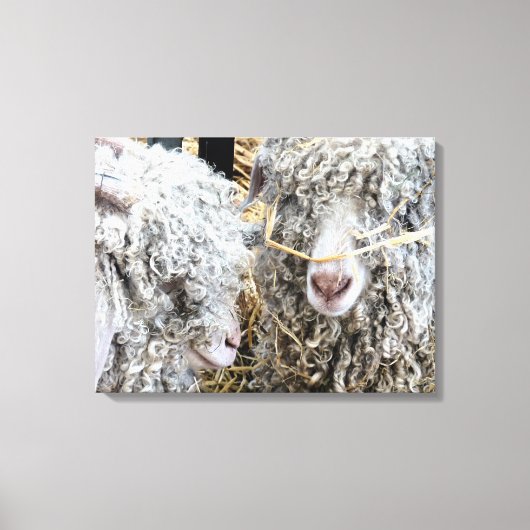 かわいいヤギ キャンバスプリント (正面)