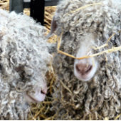 かわいいヤギ クッション