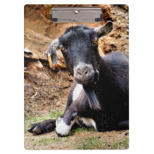 かわいいヤギ クリップボード (正面)