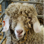 かわいいヤギ ジグソーパズル