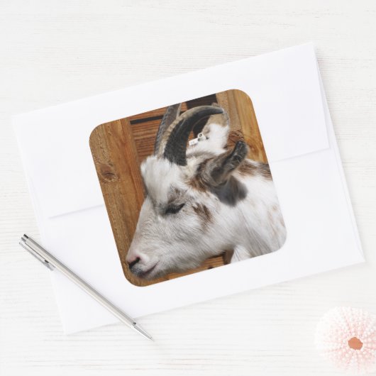 かわいいヤギ スクエアシール (封筒)