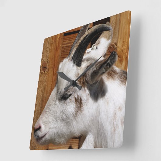 かわいいヤギ スクエア壁時計 (傾斜)