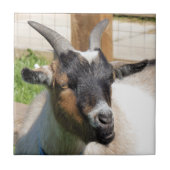 かわいいヤギ タイル (正面)