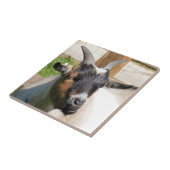 かわいいヤギ タイル (側面)