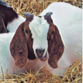 かわいいヤギ トランプ