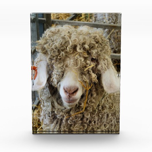 かわいいヤギ フォトブロック (正面)