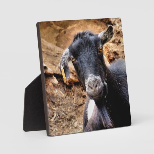 かわいいヤギ フォトプラーク (正面)