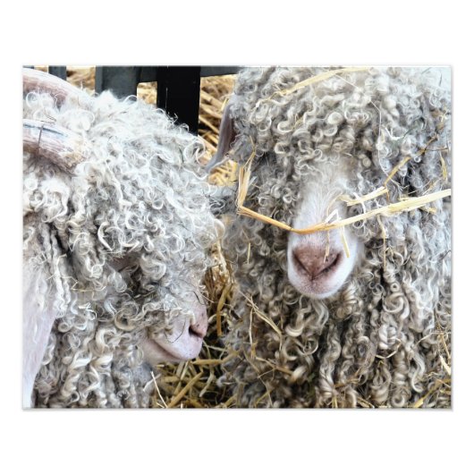 かわいいヤギ フォトプリント            (正面)