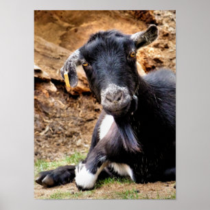 かわいいヤギ ポスター