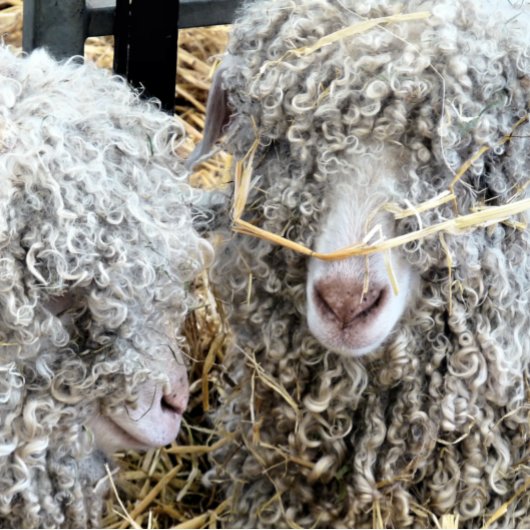 かわいいヤギ ポスター