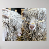 かわいいヤギ ポスター (正面)