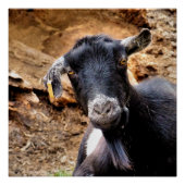 かわいいヤギ ポスター (正面)