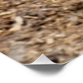 かわいいヤギ ポスター (コーナー)