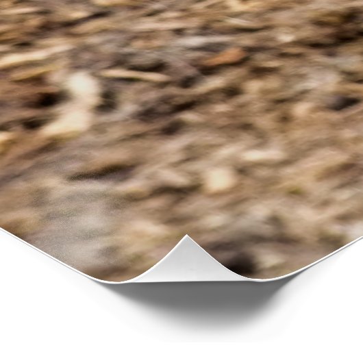 かわいいヤギ ポスター (コーナー)