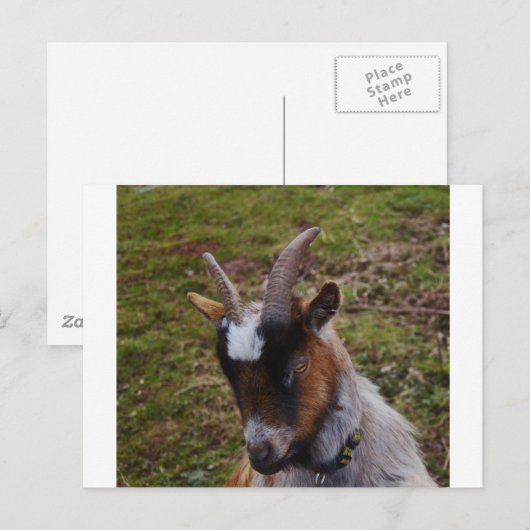 かわいいヤギ。 ポストカード (正面/裏面)