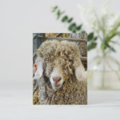 かわいいヤギ ポストカード (スタンド正面)