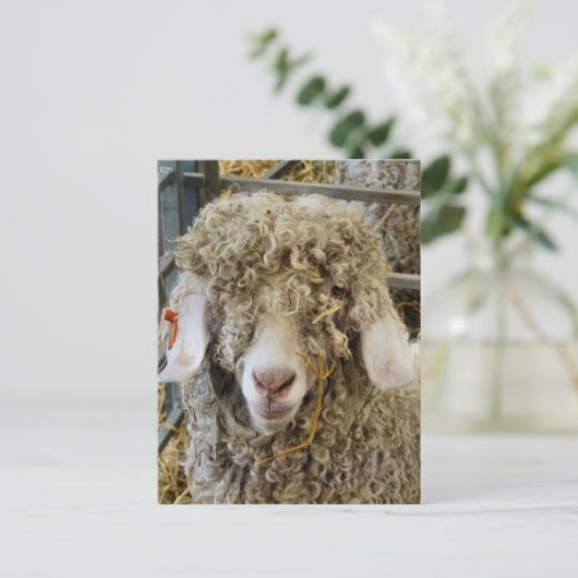 かわいいヤギ ポストカード (スタンド正面)