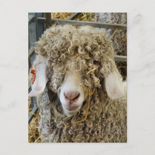 かわいいヤギ ポストカード (正面)