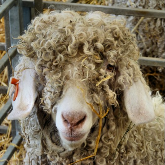 かわいいヤギ ポストカード