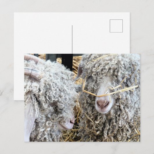 かわいいヤギ ポストカード (正面/裏面)