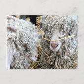 かわいいヤギ ポストカード (正面)