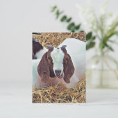 かわいいヤギ ポストカード (スタンド正面)