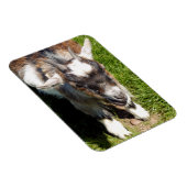 かわいいヤギ マグネット (右側)