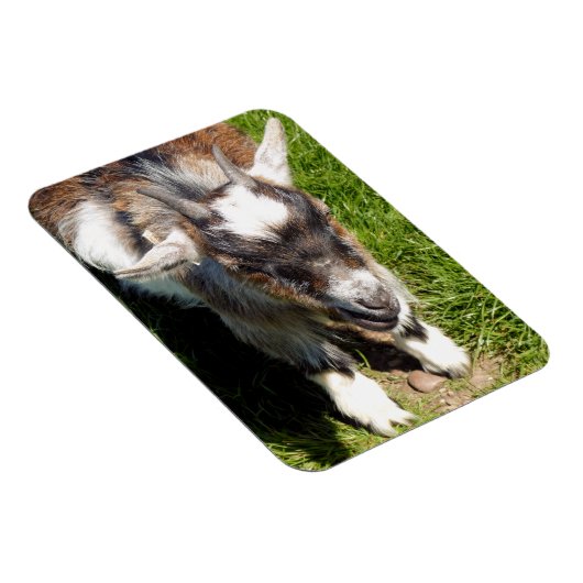 かわいいヤギ マグネット (右側)