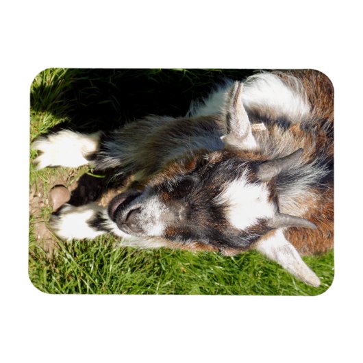 かわいいヤギ マグネット (横)