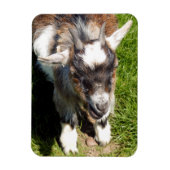 かわいいヤギ マグネット (縦)
