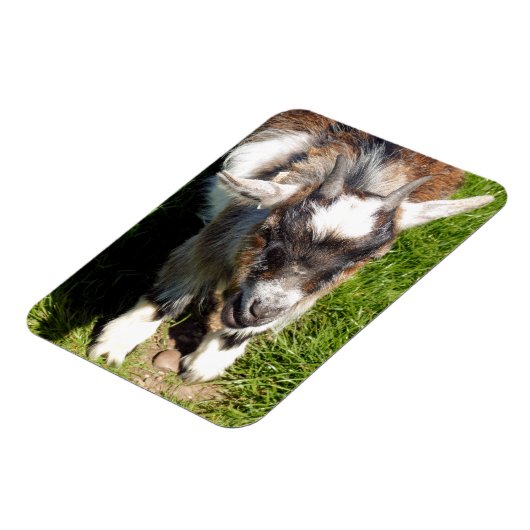 かわいいヤギ マグネット (左側)